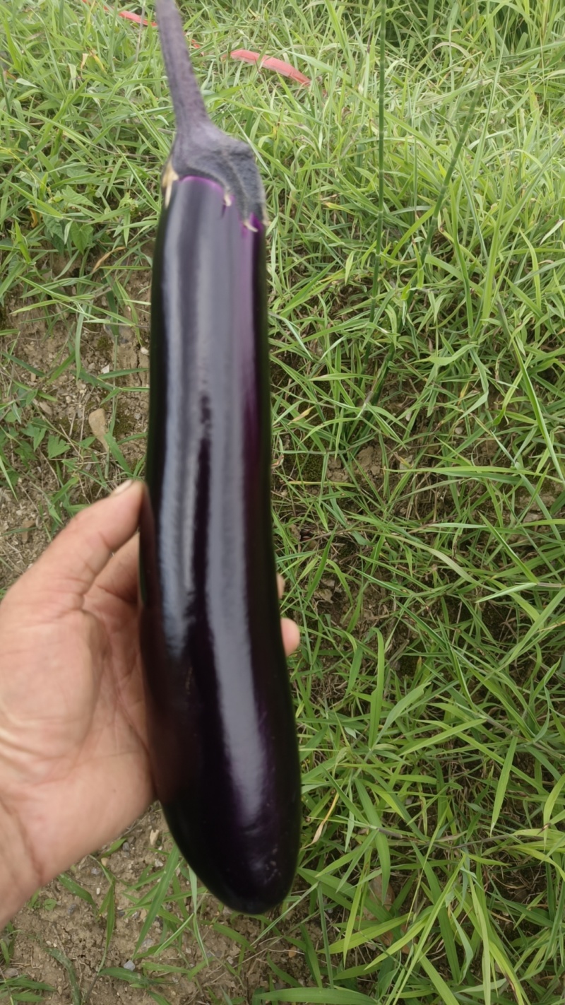 烧烤茄子