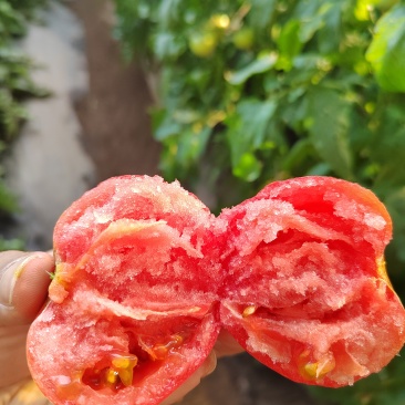 瑞丰813🍅西红柿