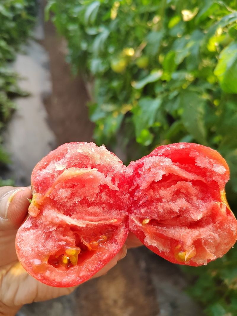 瑞丰813🍅西红柿