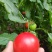 瑞丰813🍅西红柿