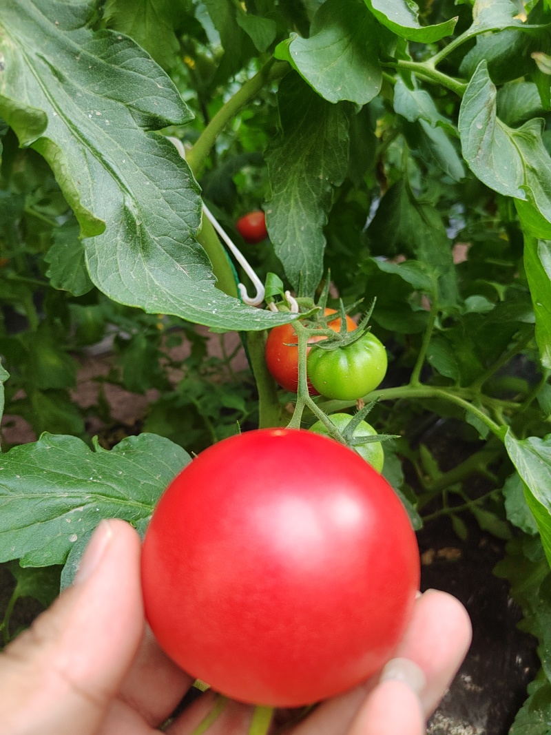 瑞丰813🍅西红柿