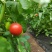 瑞丰813🍅西红柿