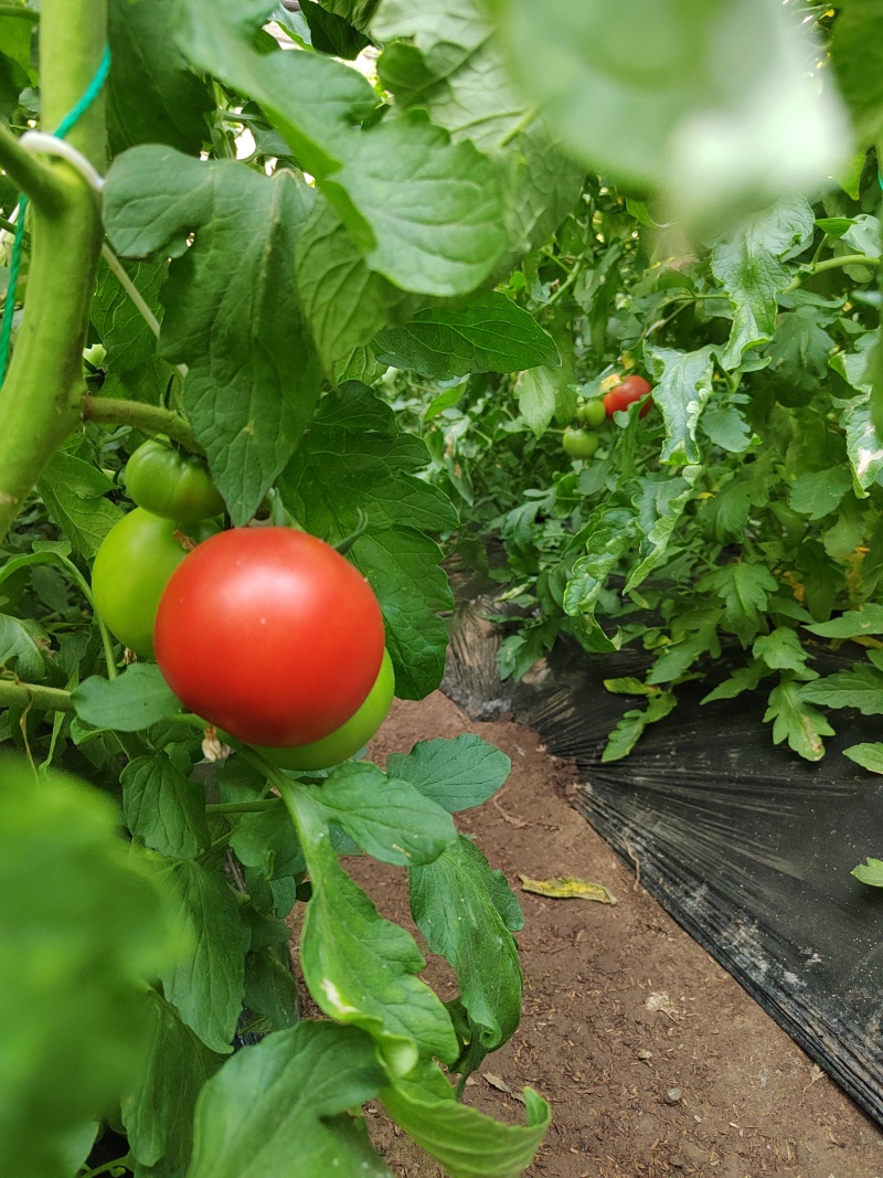 瑞丰813🍅西红柿