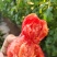 瑞丰813🍅西红柿
