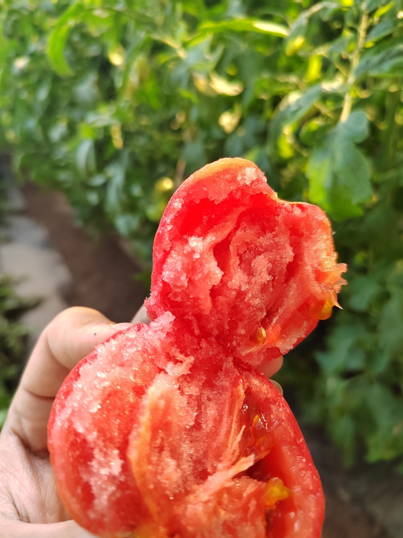 瑞丰813🍅西红柿