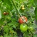 瑞丰813🍅西红柿