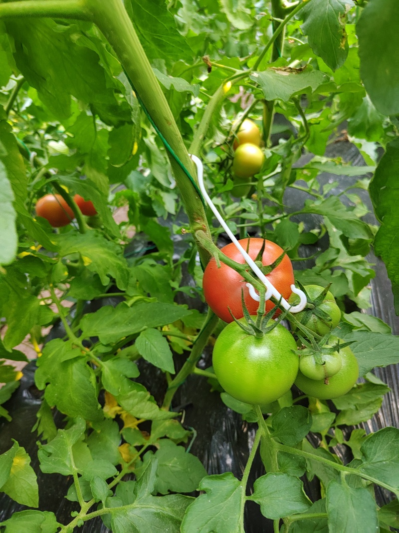 瑞丰813🍅西红柿