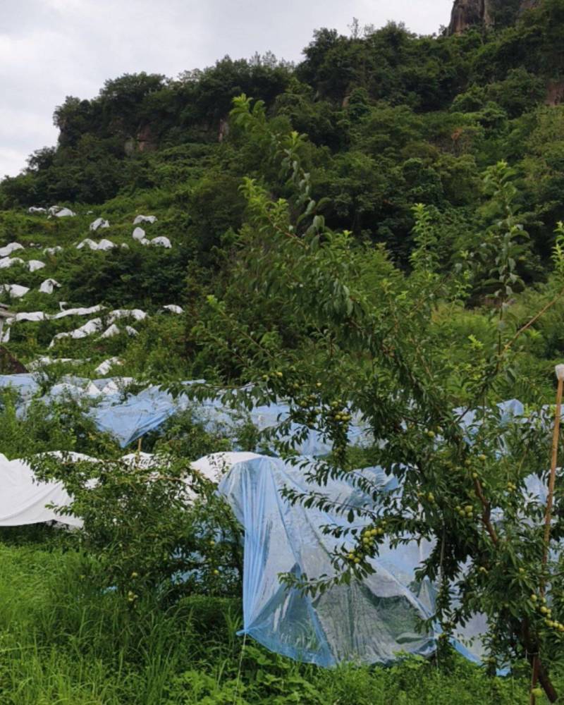 重庆万州粉黛脆李