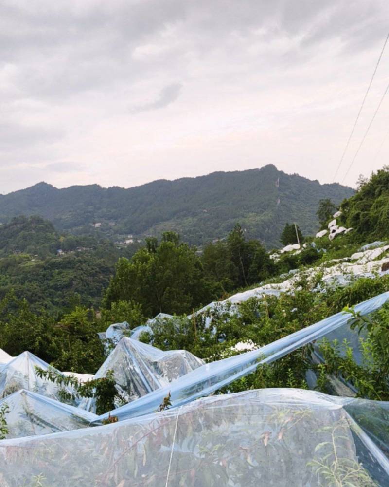 重庆万州粉黛脆李