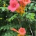 凌霄花