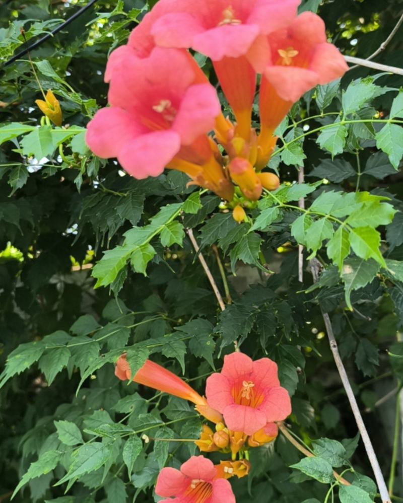 凌霄花