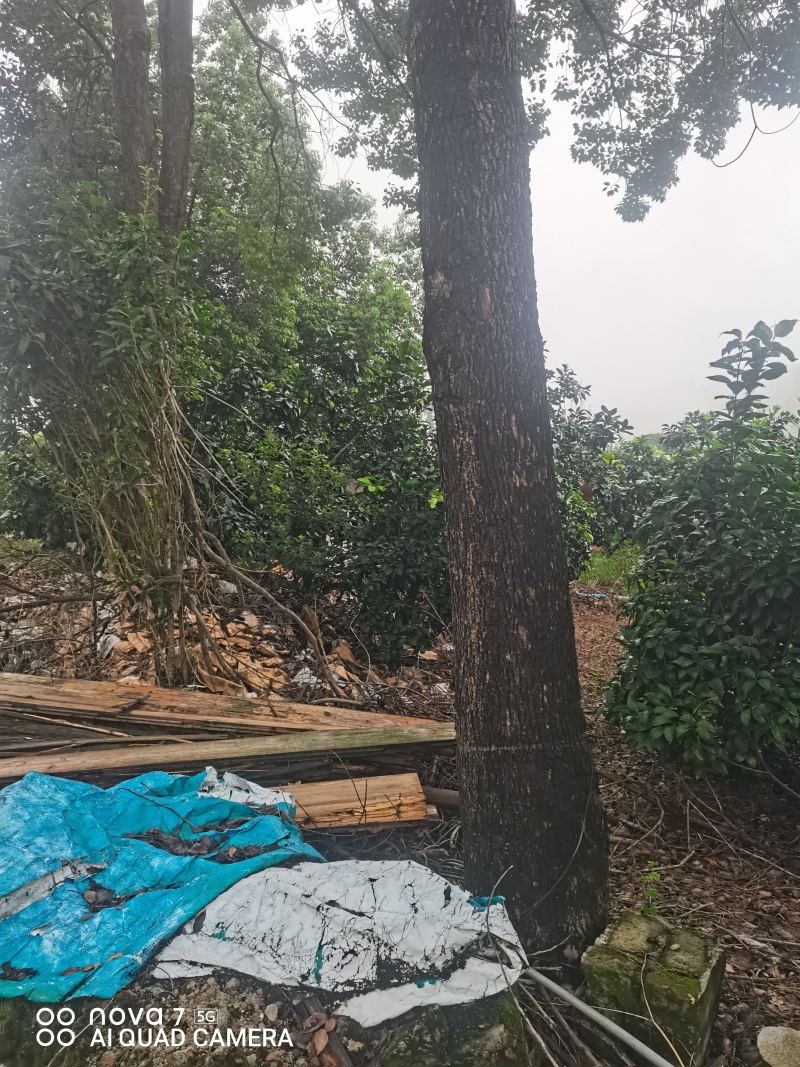香樟树大树
