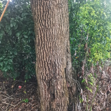香樟树大树