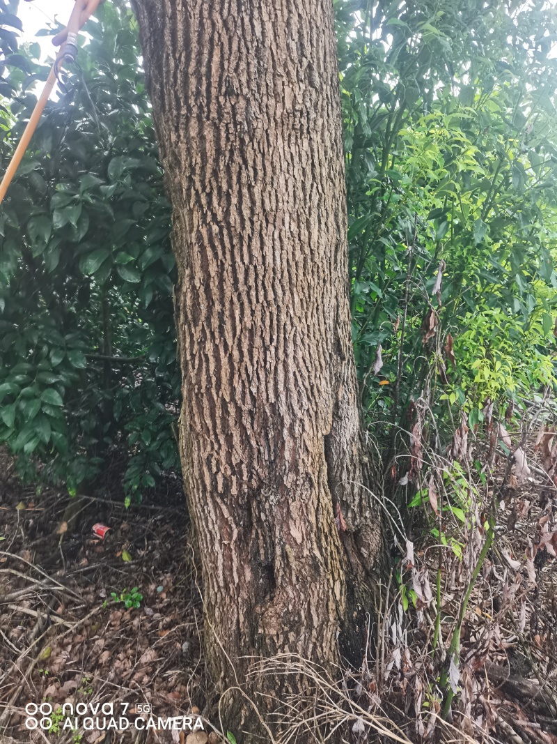 香樟树大树