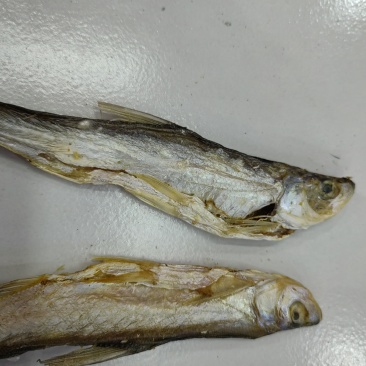 开肚白条翘嘴鱼
