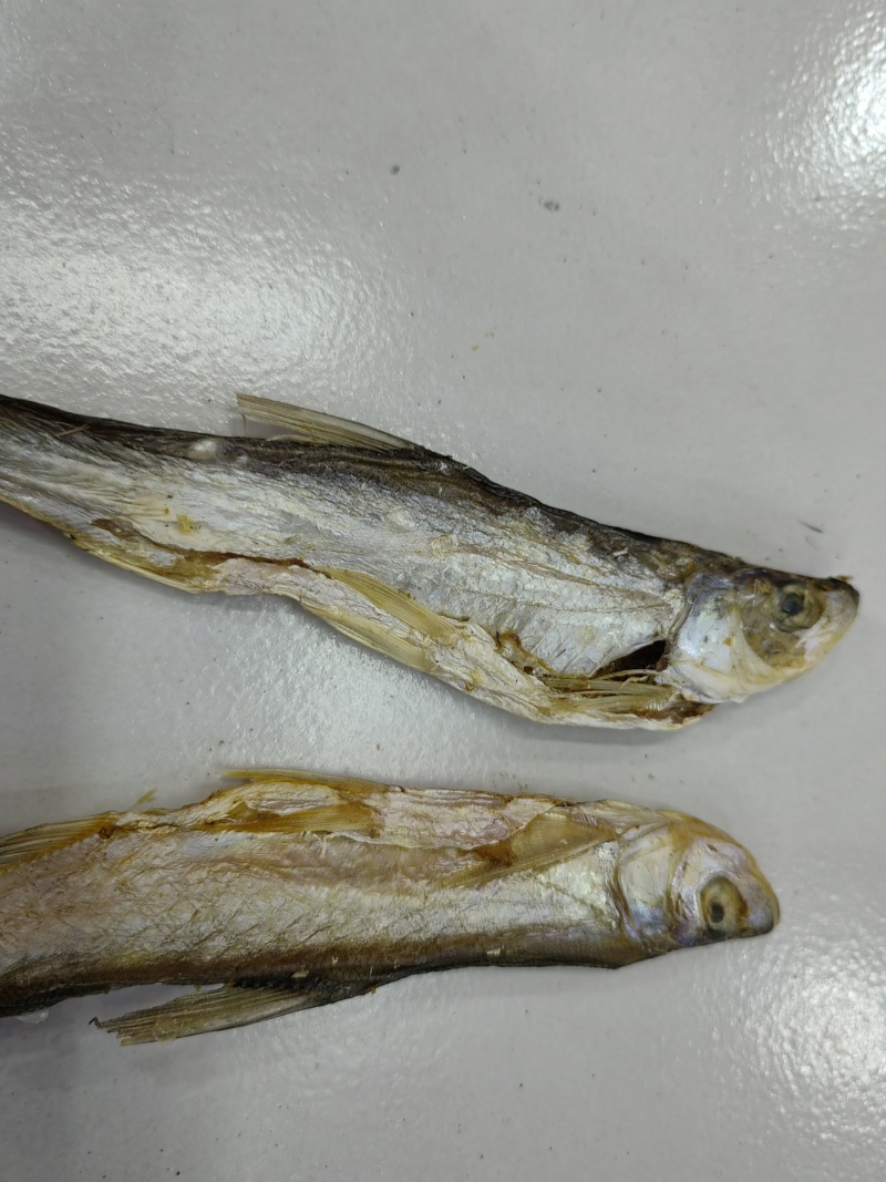 开肚白条翘嘴鱼