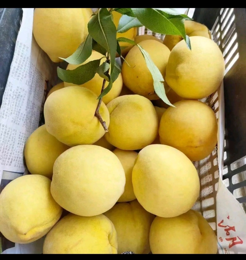 高山黄桃三两以上4.5/四两以上5.5/货源充足