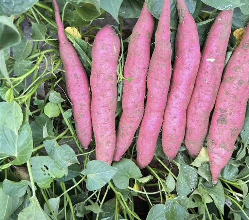兴平板栗红薯干面甜