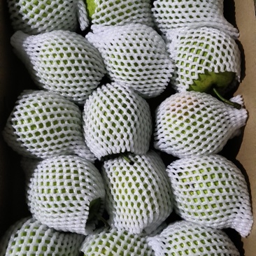 江苏翠冠梨