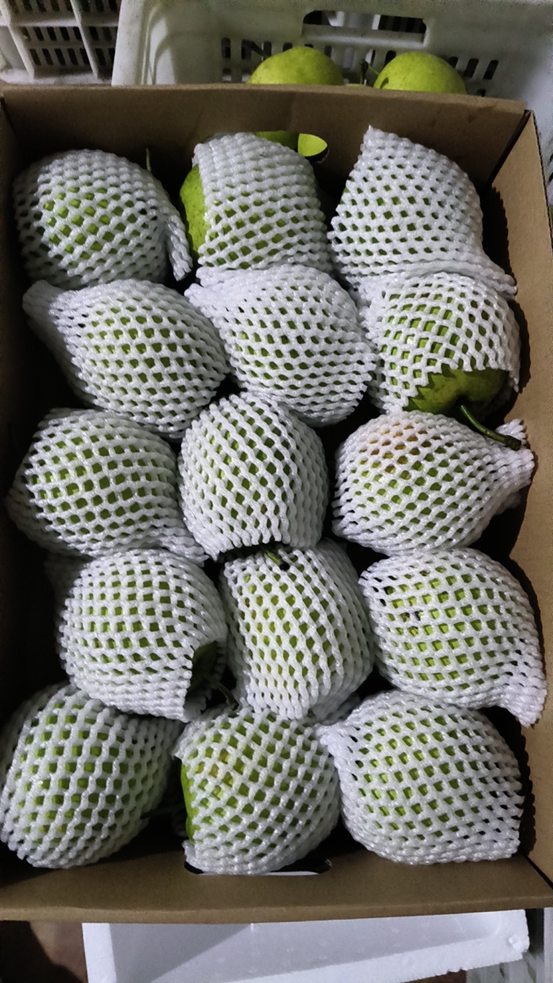 江苏翠冠梨