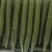 黄瓜