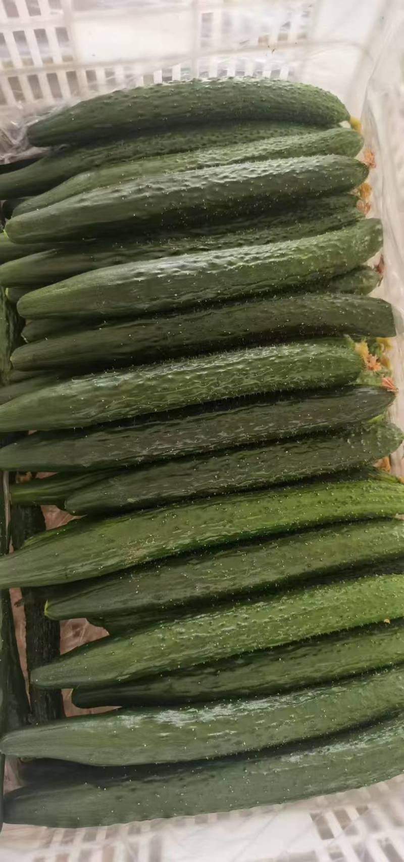 黄瓜