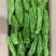 螺丝椒--芜湖椒--黄皮尖椒--绿把长茄