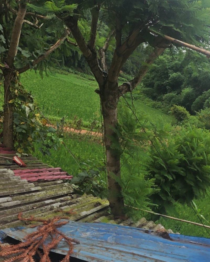 兰花楹
