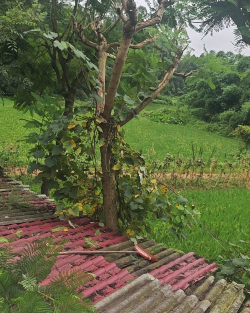 兰花楹