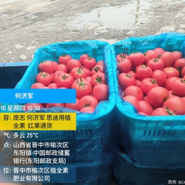 口感西红柿，皮厚沙瓤，耐运输。