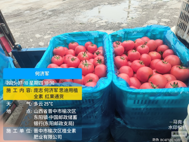 口感西红柿，皮厚沙瓤，耐运输。