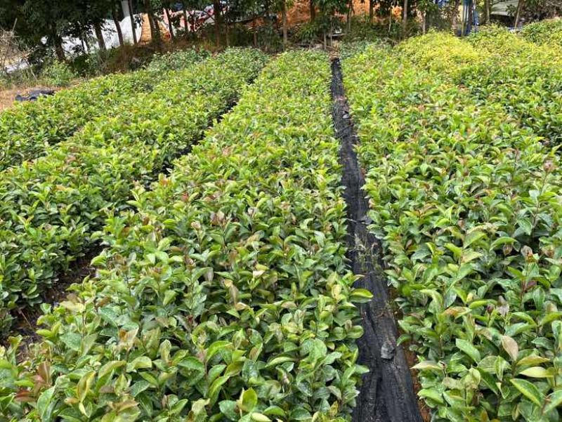 油茶