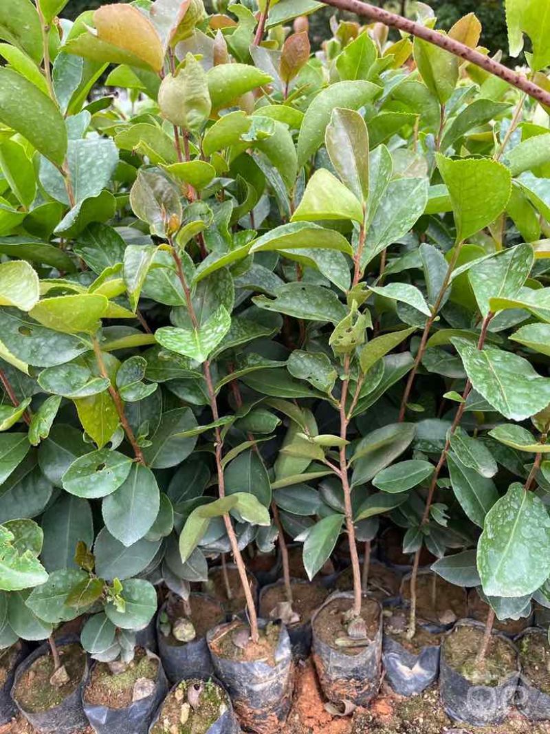 油茶
