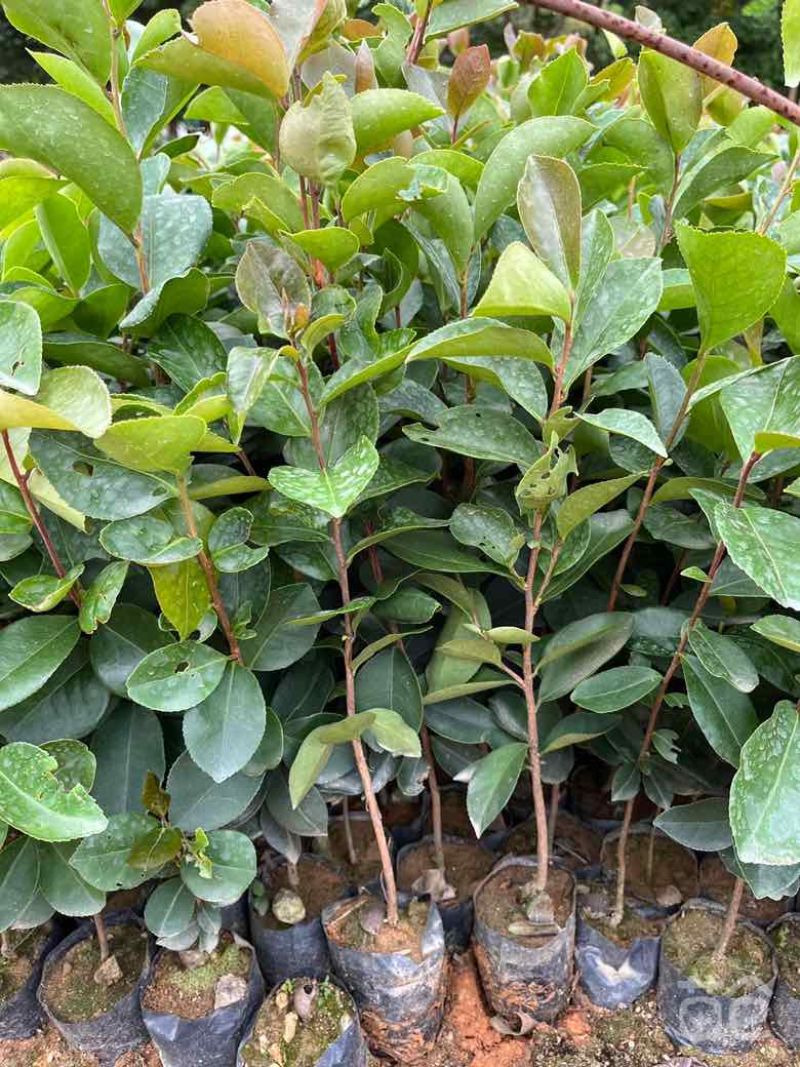 油茶