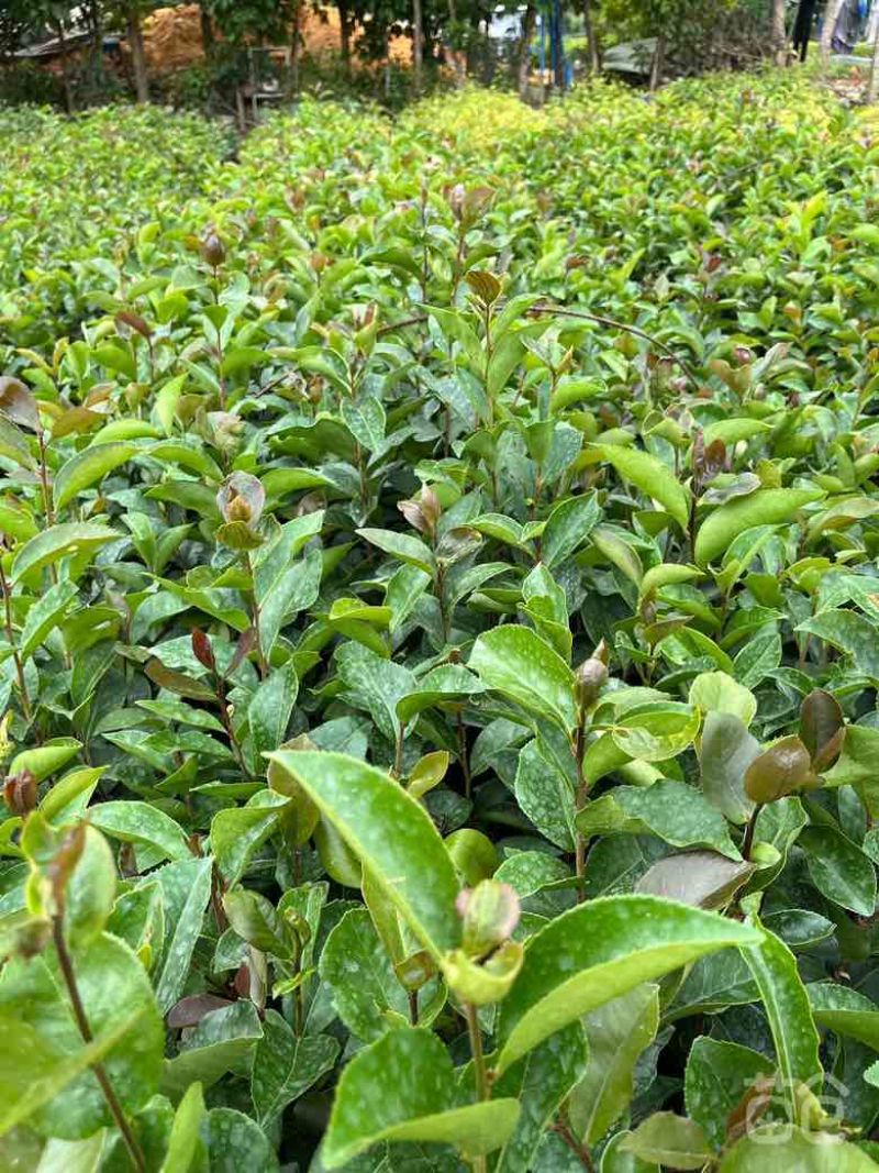 油茶