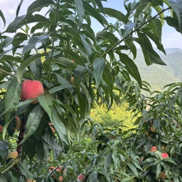 白花桃