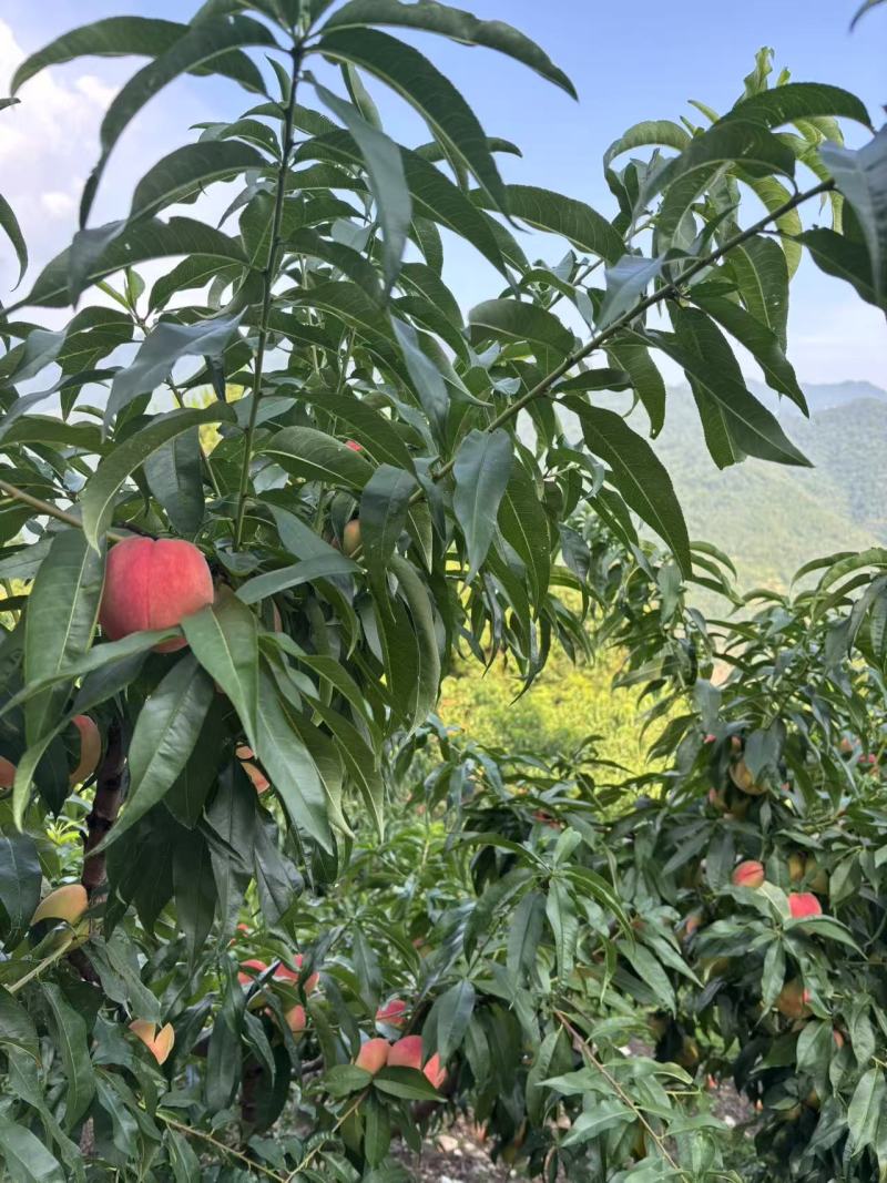 白花桃