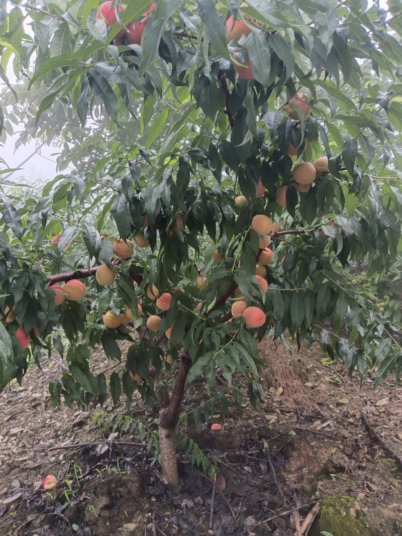 白花桃