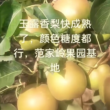 河南玉露香梨