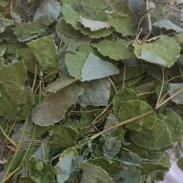 小圆叶淫羊藿