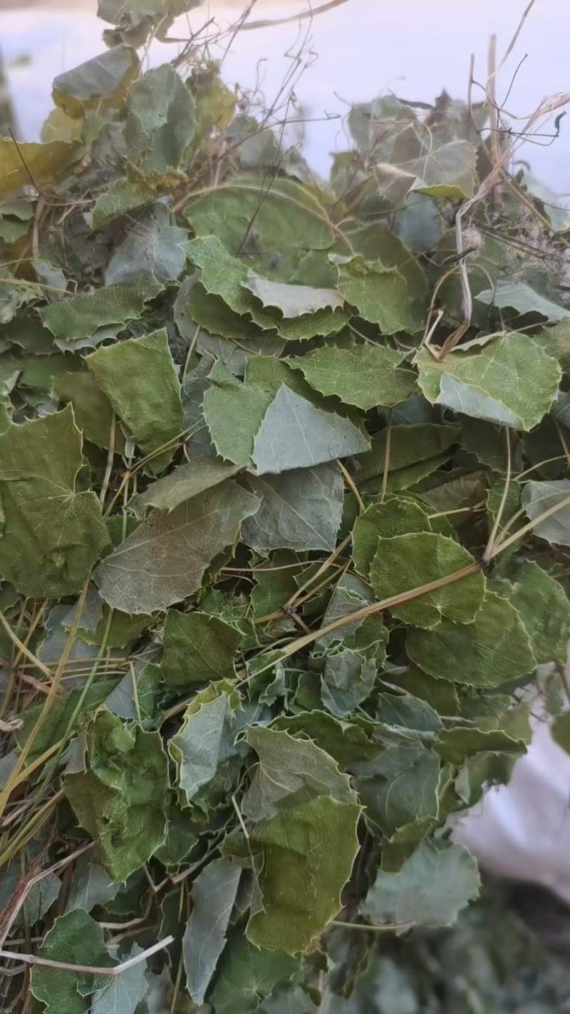 小圆叶淫羊藿