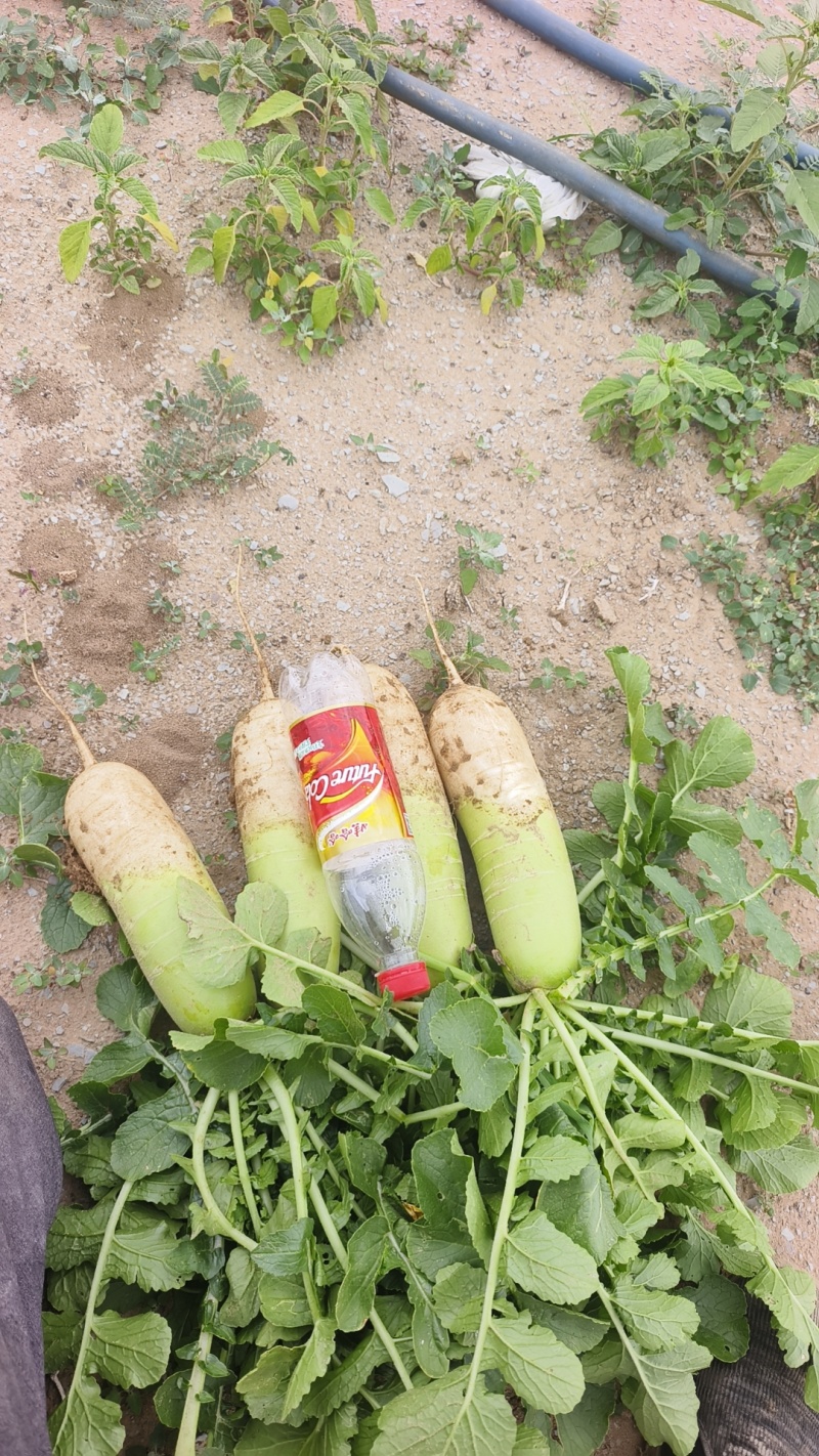 青头萝卜