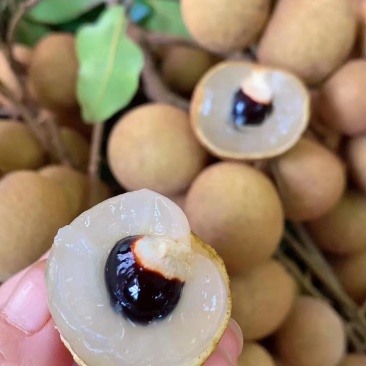 石硖储良龙眼大量上市价格优惠