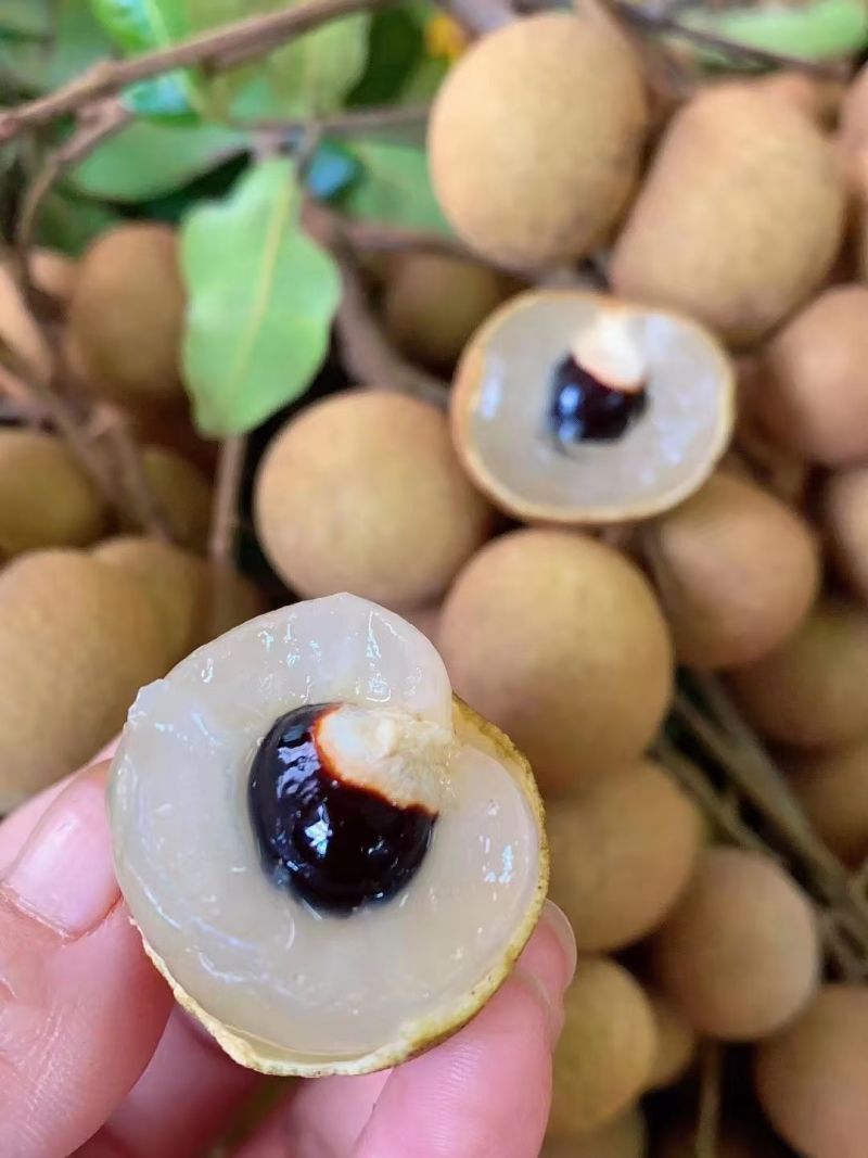 石硖储良龙眼大量上市价格优惠