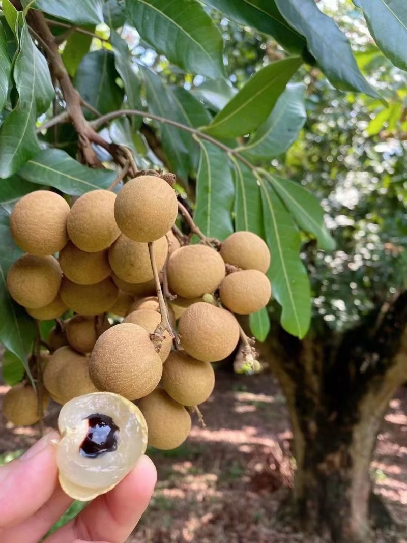 石硖储良龙眼大量上市价格优惠