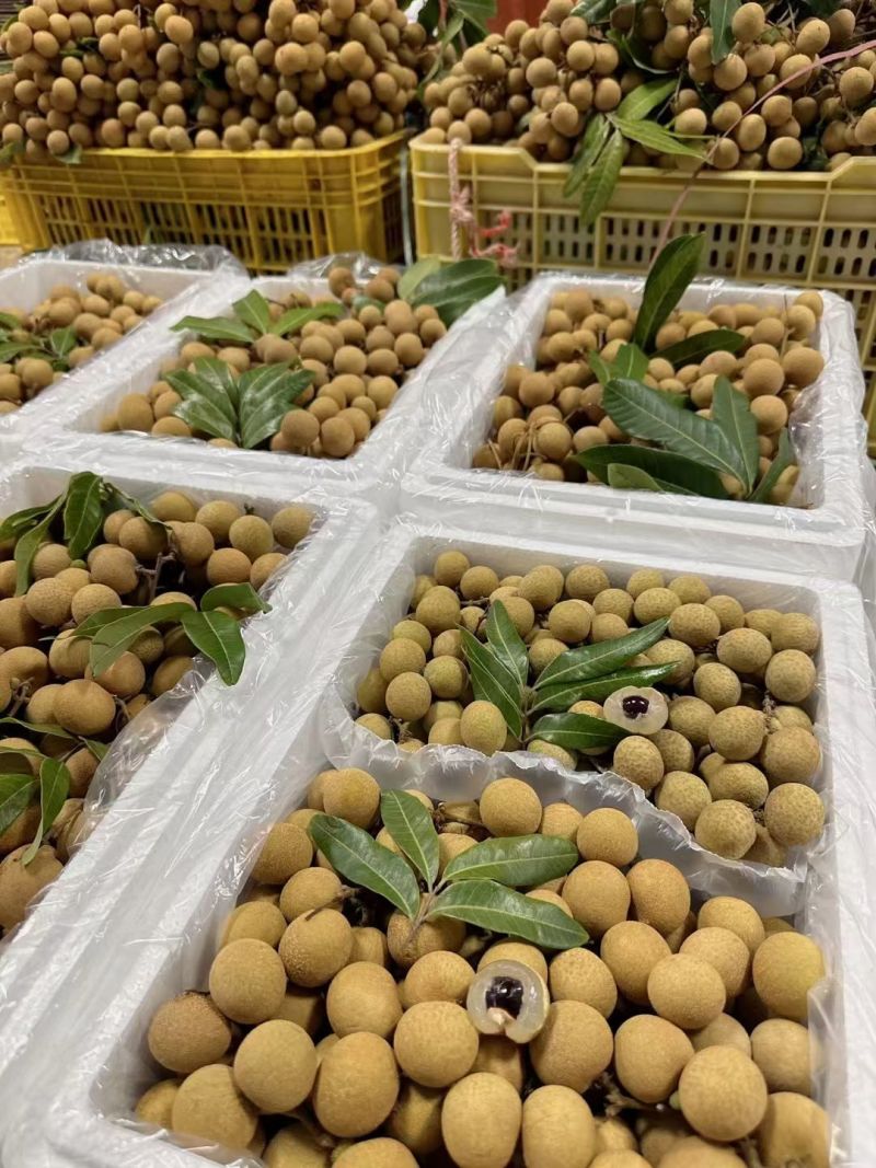 石硖储良龙眼大量上市价格优惠
