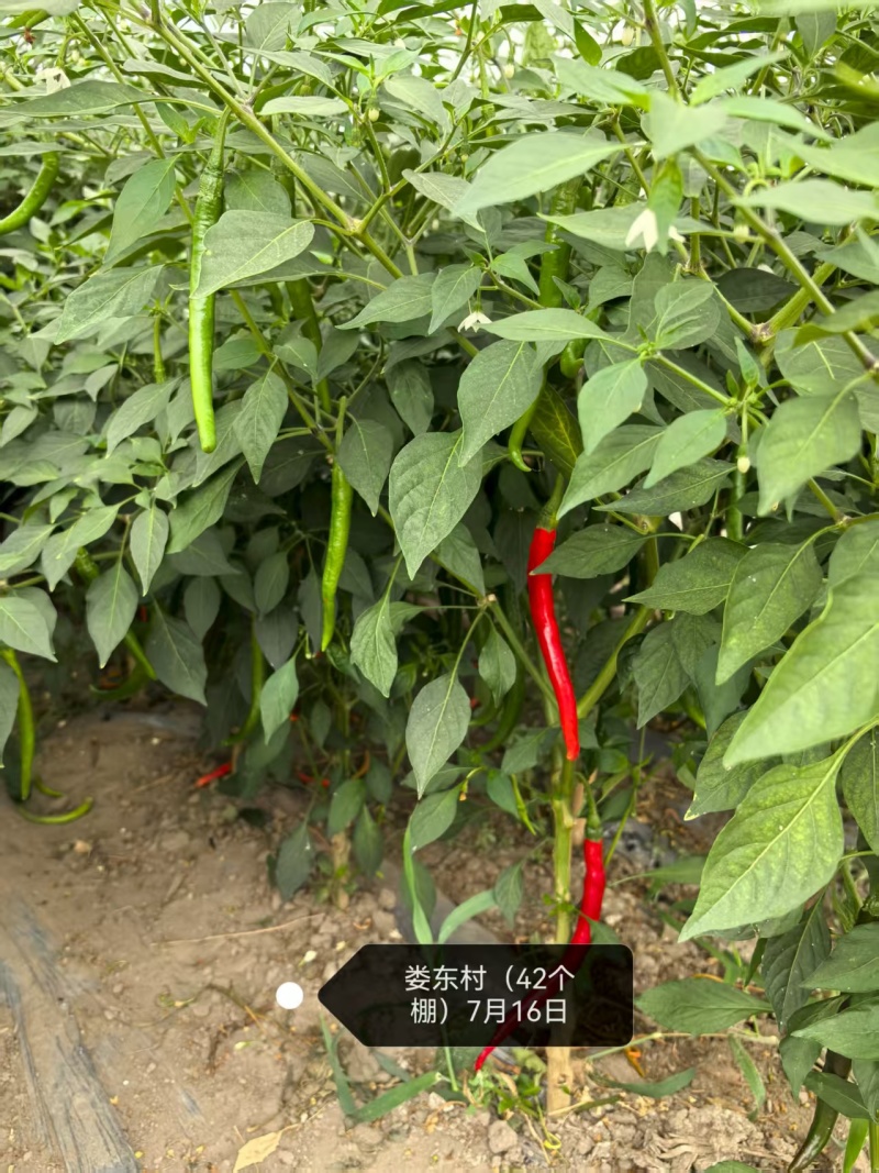 7号线椒