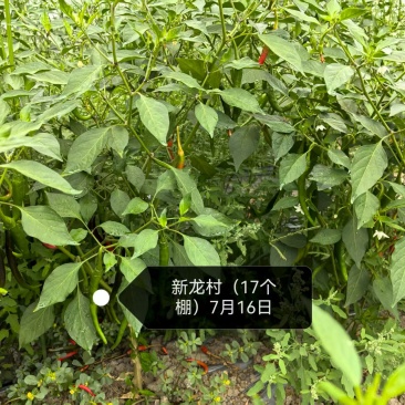 7号线椒