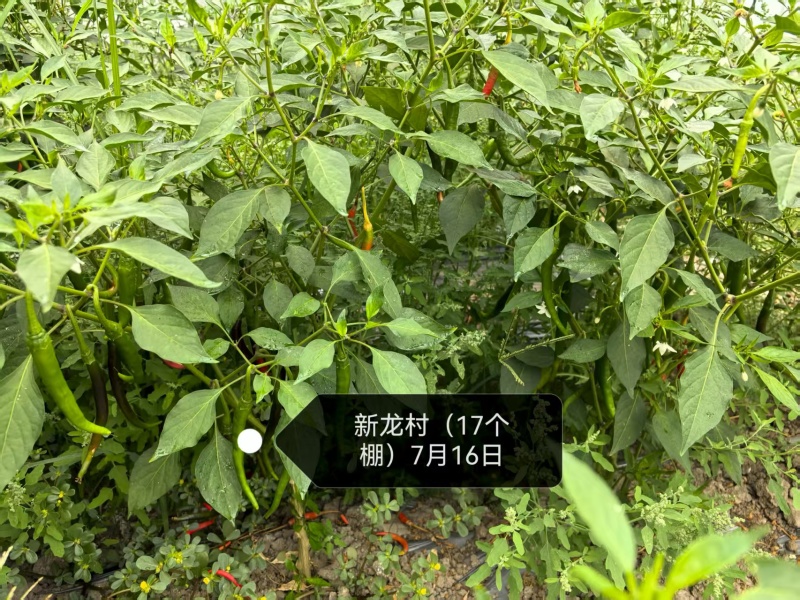7号线椒