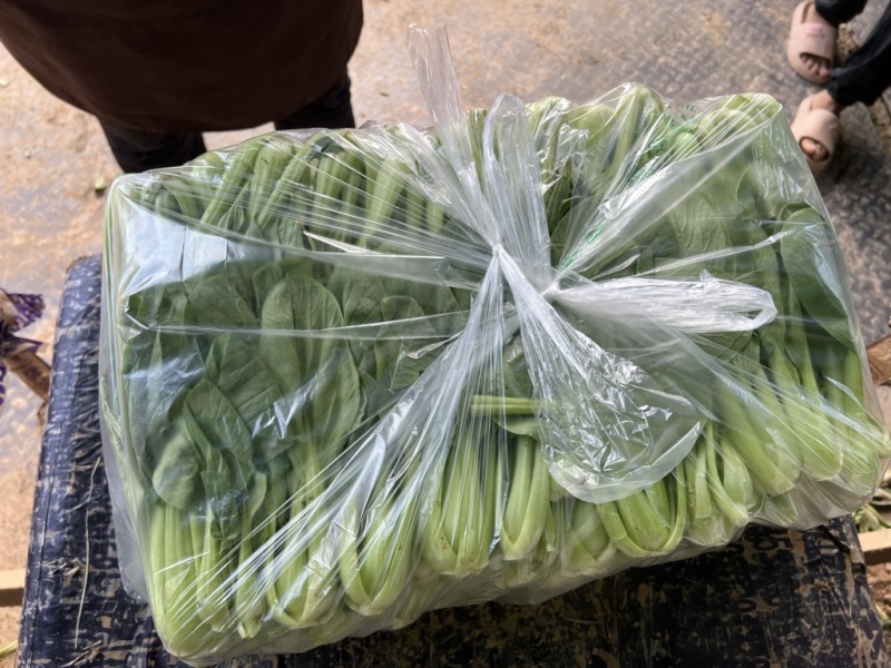 上海青，